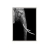 Elefantenfoto Tiere Poster mit Rahmen 50x70cm Unika 0017 Verkauf