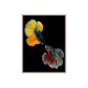 Fotodruck buntes Fischbild mit Rahmen 30x40 cm Unika 0021 Verkauf