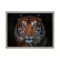 Fotodruck Poster Tiere Tiger Rahmen 30x40cm Unika 0027 Verkauf