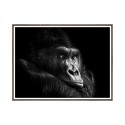 Fotodruck Gorilla Tierbild mit Rahmen 30x40cm Unika 0026 Verkauf
