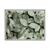 Kunstdruck Fotoposter Pflanzen Blätter 30x40cm Unika 0055 Verkauf
