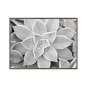Fotodruck Schwarz-Weiß Sukkulente mit Rahmen 30x40cm Unika 0056 Verkauf