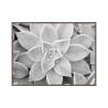 Fotodruck schwarz weiß Pflanzenrahmen 30x40cm Unika 0056 Verkauf
