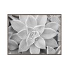 Fotodruck Schwarz-Weiß Sukkulente mit Rahmen 30x40cm Unika 0056 Verkauf