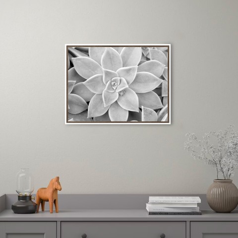 Fotodruck Schwarz-Weiß Sukkulente mit Rahmen 30x40cm Unika 0056 Aktion
