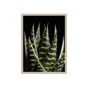 Fotoposter Blätter Aloe mit Rahmen 30x40cm Unika 0060 Verkauf