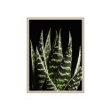 Rahmen Fotodruck Poster Aloe Blätter 30x40cm Unika 0060 Verkauf