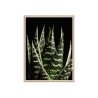 Fotoposter Blätter Aloe mit Rahmen 30x40cm Unika 0060 Verkauf