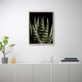 Fotoposter Blätter Aloe mit Rahmen 30x40cm Unika 0060 Aktion