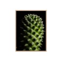 Foto Leinwandbild Pflanze Blume Kaktus Rahmen 30x40cm Unika 0061 Verkauf