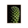 Druck Bilderrahmen Pflanze Blume Kaktus 30x40cm Unika 0061 Verkauf