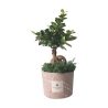 Bonsai Ficus Ginseng im dekorativen Topf Paola Rolando Simone Angebot