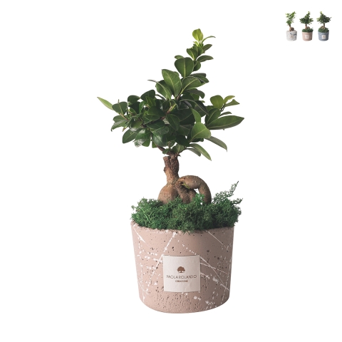 Bonsai Ficus Ginseng im dekorativen Topf Paola Rolando Simone Aktion