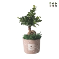 Bonsai Ficus Ginseng im dekorativen Topf Paola Rolando Simone Aktion