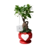 Hochzeitsgeschenk mit echtem Bonsai-Ficus in dekoriertem Topf mit Herz Eden Angebot