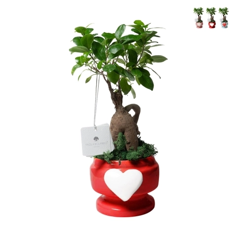 Gastgeschenk mit echter Pflanze bonsai ficus im Topf dekoriert mit Herz Eden Aktion