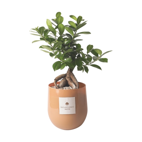 Echter Bonsai Ficus Ginseng im Glasgefäß Paola Rolando Hope Aktion