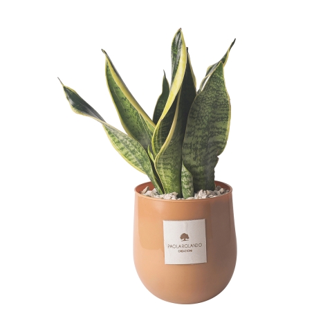 Sansevieria-Pflanze im Glasvase für den Innenbereich Paola Rolando Hope Aktion