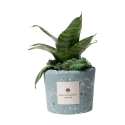 Sansevieria nana in blau gesprenkeltem dekoriertem Topf von Paola Rolando Simone Aktion