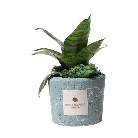 Sansevieria nana in blau gesprenkeltem dekoriertem Topf von Paola Rolando Simone Aktion