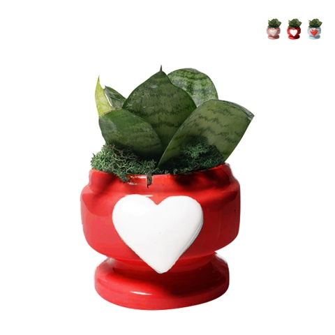Gastgeschenk mit Sansevieria Nana in dekoriertem Herz-Eden-Topf Aktion