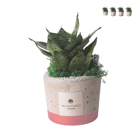 Gastgeschenk mit Sansevieria Nana in dekorativem industriellem Zementtopf Aktion