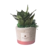 Gastgeschenk mit Sansevieria Nana in dekorativem industriellem Zementtopf Angebot