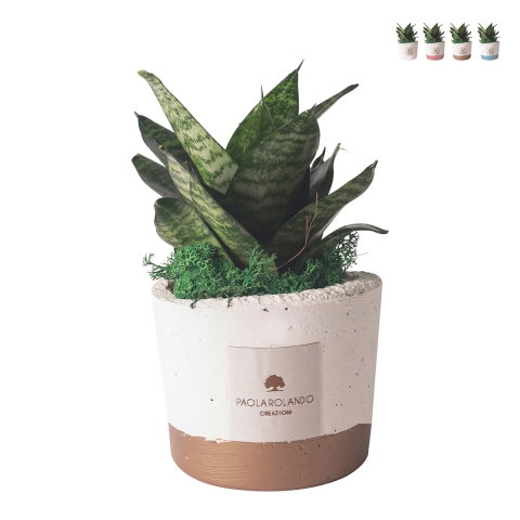 Sansevieria nana Zimmerpflanze im Betontopf Paola Rolando Flora Aktion