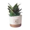 Sansevieria nana Zimmerpflanze im Betontopf Paola Rolando Flora Angebot