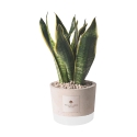 Bomboniera Paola Rolando Sansevieria im dekorierten Zementtopf im Industrial-Stil Angebot