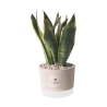 Bomboniera Paola Rolando Sansevieria im dekorierten Zementtopf im Industrial-Stil Angebot