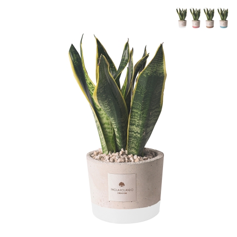Bomboniera Paola Rolando Sansevieria im dekorierten Zementtopf im Industrial-Stil Aktion