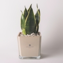 Bomboniera Paola Rolando Sansevieria Nana im quadratischen Glasgefäß Sogno Verkauf