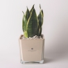 Bomboniera Paola Rolando Sansevieria Nana im quadratischen Glasgefäß Sogno Verkauf