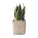 Bomboniera Paola Rolando Sansevieria Nana im quadratischen Glasgefäß Sogno Sales