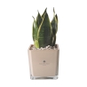 Bomboniera Paola Rolando Sansevieria Nana im quadratischen Glasgefäß Sogno Sales