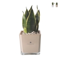 Bomboniera Paola Rolando Sansevieria Nana im quadratischen Glasgefäß Sogno Aktion