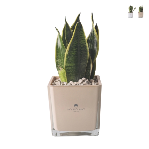 Bomboniera Paola Rolando Sansevieria Nana im quadratischen Glasgefäß Sogno Aktion