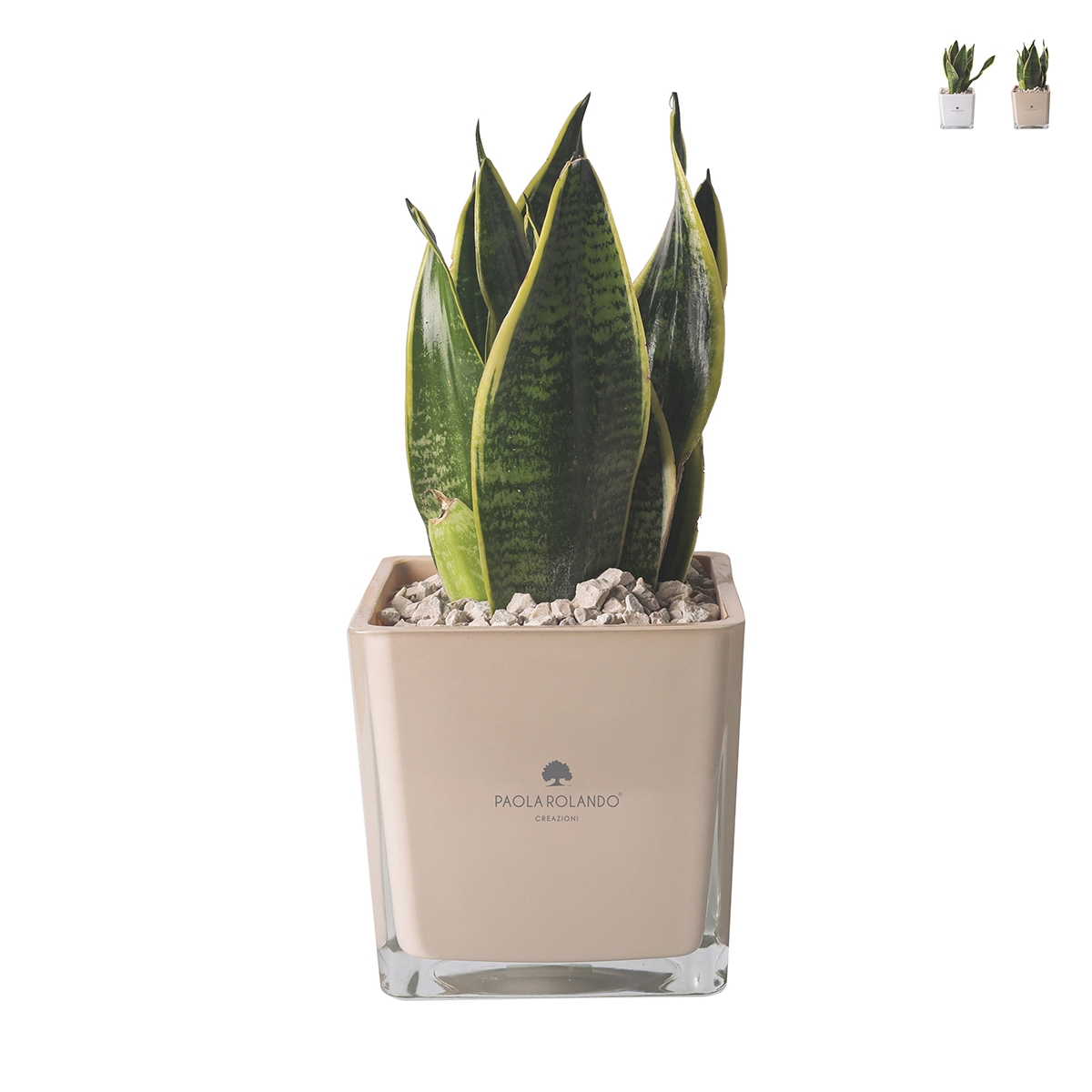Bomboniera Paola Rolando Sansevieria Nana im quadratischen Glasgefäß Sogno Aktion