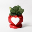 Gastgeschenk mit Sansevieria Nana in dekoriertem Herz-Eden-Topf Verkauf