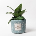 Sansevieria nana in blau gesprenkeltem dekoriertem Topf von Paola Rolando Simone Verkauf