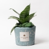 Sansevieria nana in blau gesprenkeltem dekoriertem Topf von Paola Rolando Simone Verkauf