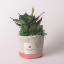 Gastgeschenk mit Sansevieria Nana in dekorativem industriellem Zementtopf Verkauf
