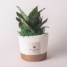 Sansevieria nana Zimmerpflanze im Betontopf Paola Rolando Flora Verkauf