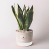 Bomboniera Paola Rolando Sansevieria im dekorierten Zementtopf im Industrial-Stil Verkauf