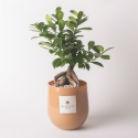 Echter Bonsai Ficus Ginseng im Glasgefäß Paola Rolando Hope Verkauf