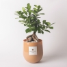 Echter Bonsai Ficus Ginseng im Glasgefäß Paola Rolando Hope Verkauf