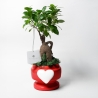 Hochzeitsgeschenk mit echtem Bonsai-Ficus in dekoriertem Topf mit Herz Eden Verkauf