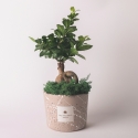 Bonsai Ficus Ginseng im dekorativen Topf Paola Rolando Simone Verkauf