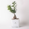 Bonsai Ficus Ginseng im Glaskubus Topf Paola Rolando Sogno Verkauf